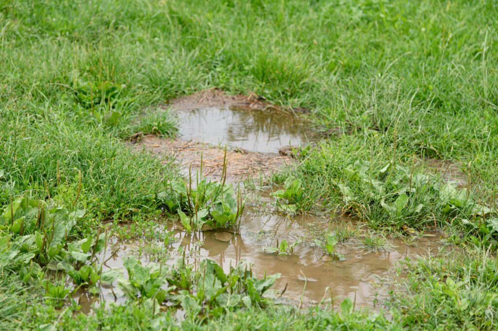Water accumulation in the yard after heavy rainfall has led to flooding, affecting grassy areas and plants. The landscape shows standing water amidst the greenery.