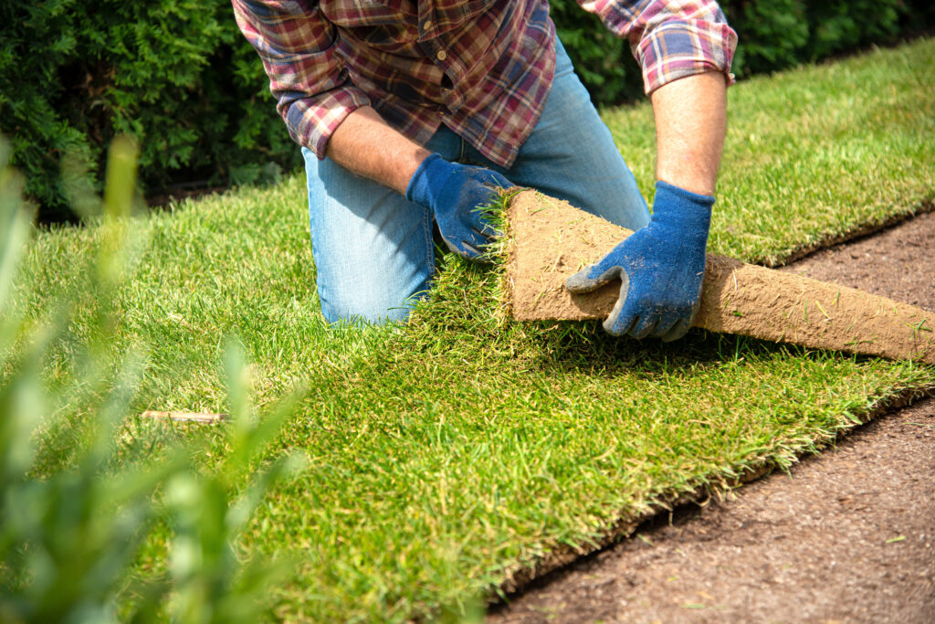 Man laying grass turf rolls for new lawn.