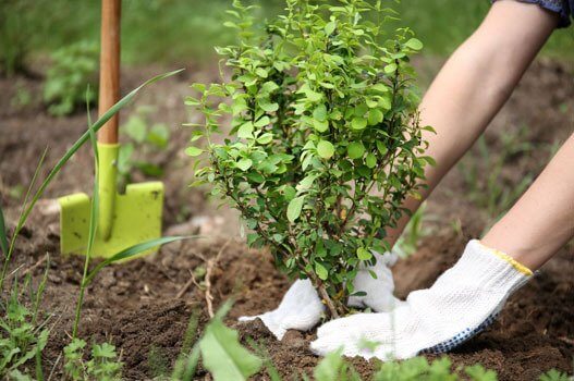 hands wearing gloves planting a plant