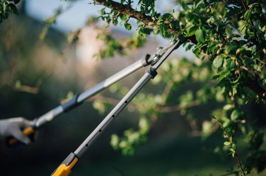 a person trimming a tree with tree trimmers