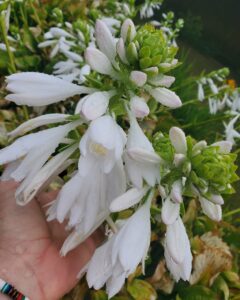 white flowers