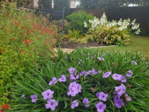 garden full of purple, white and red flowers
