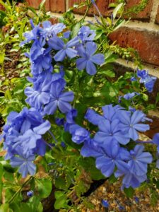 blue flowers