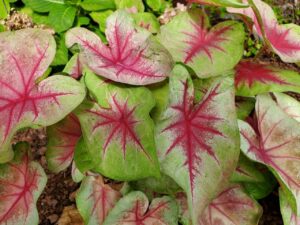 green and red leaves