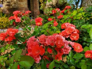 orange flower bush