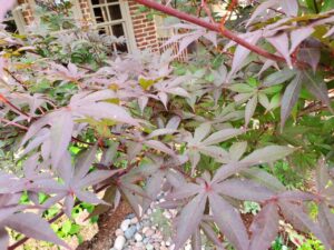 tree with red leaves