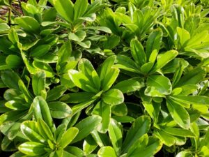 close up of green leaves