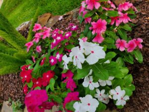 white and pink leaves