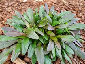 small leaf bush