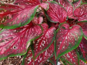 pink and green leaves
