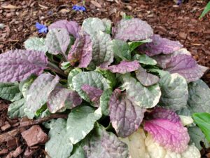 purple and green leafy plant