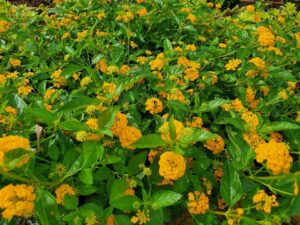 bush of yellow flowers
