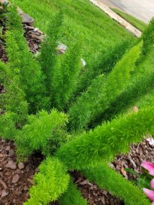 a tall green plant