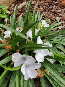 white flowers in leaves