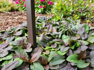 garden bed full of plants