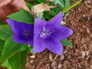 purple flower