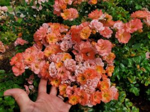cute small orange flowers