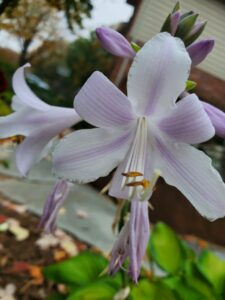 purple and white flowers
