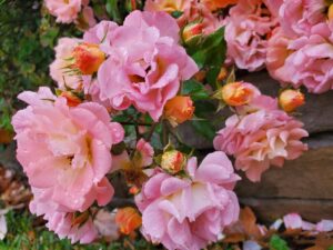 bright pink flowers