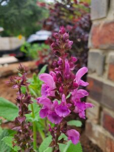 purple flowers