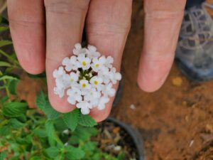 small white flower
