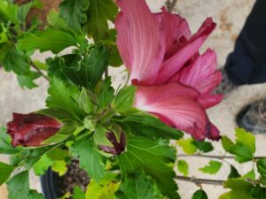 red flower