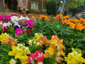 beautiful colorful flowers