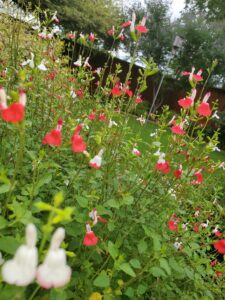 tall pink flowers