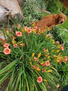 pink and yellow flowers
