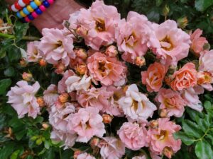 pink flowers